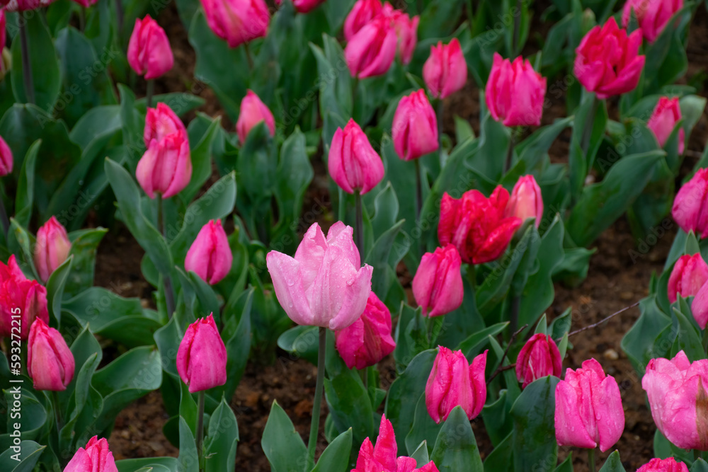 Beautiful pink tulips with water droplets for background. Beautiful pink tulips with water droplets for background.
