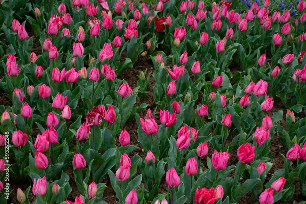 Beautiful pink tulips with water droplets for background.
