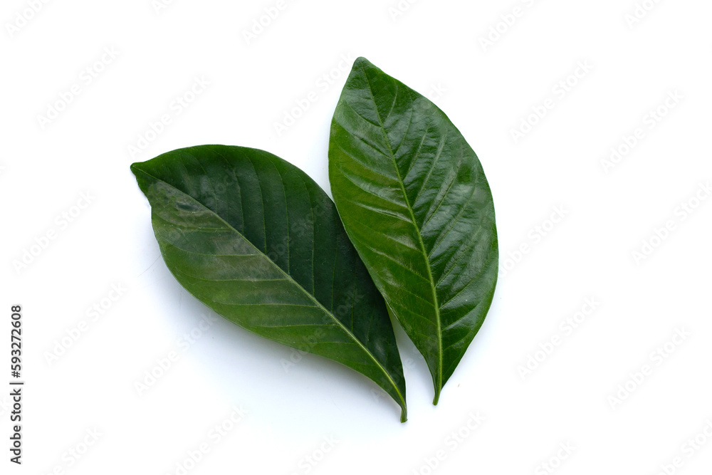 Obraz premium Green leaves of cape jasmine or garden gardenia, gerdenia flower