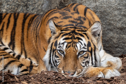 Fototapeta Naklejka Na Ścianę i Meble -  müder Tiger im Tierpark Berlin