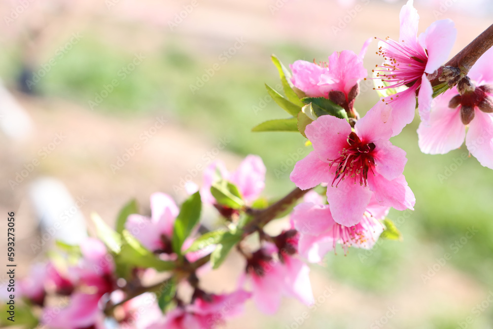 background of spring blossom tree. selective focus background of spring blossom tree. selective focus