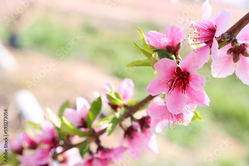 background of spring blossom tree. selective focus