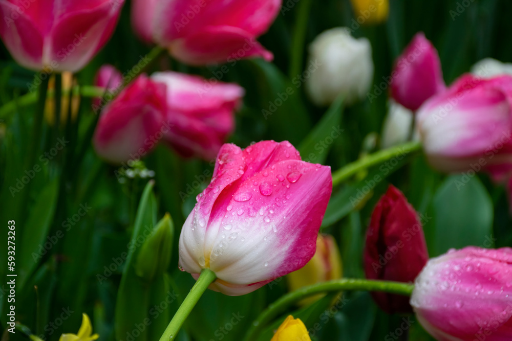 Naklejka premium Beautiful pink tulips with water droplets for background.