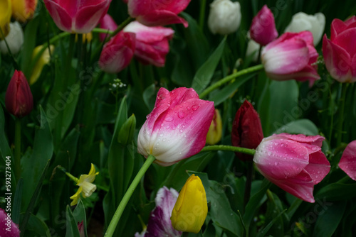 Beautiful pink tulips with water droplets for background.