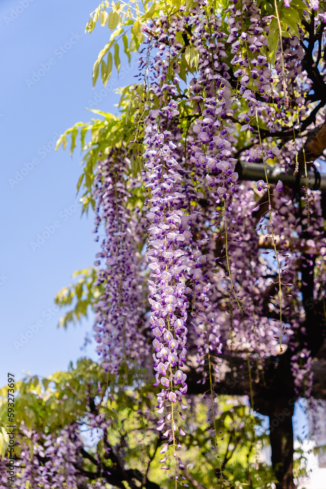 Fototapeta premium 藤の花