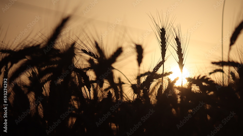 ears of wheat in the field during sun set ears of wheat in the field during sun set
