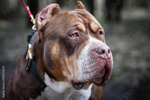 Obraz na plátně American bully Tricolor XL