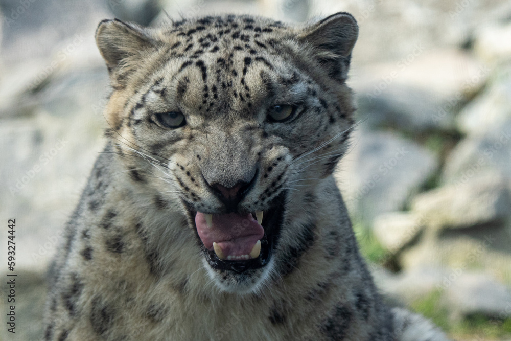 Schneeleopard im Tierpark Berlin Schneeleopard im Tierpark Berlin