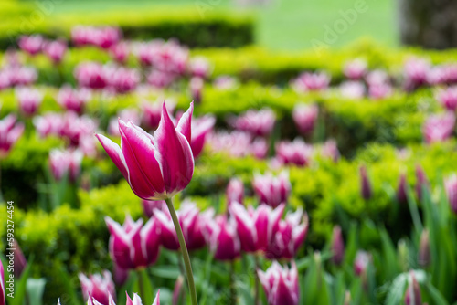 Tulips in Istanbul, Turkey. Beautiful colorful tulips in garden. Tulips background.