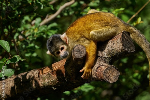 Fototapeta Naklejka Na Ścianę i Meble -  Black-capped squirrel monkey sitting on a tree branch with leaves in the zoo
