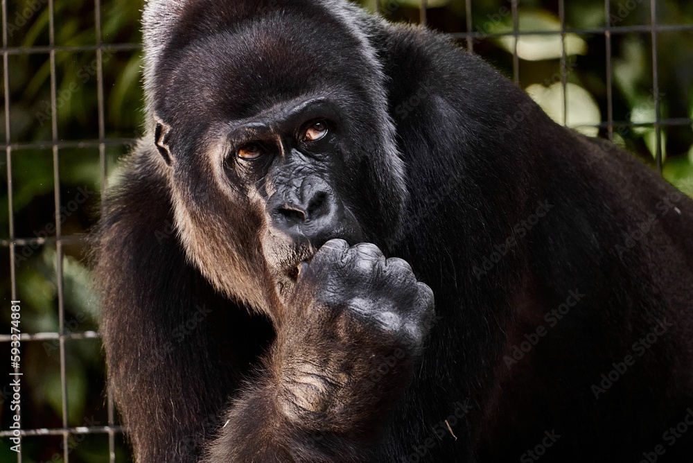 Portrait of a Gorillas eating with blur background in the zoo with metal grid background