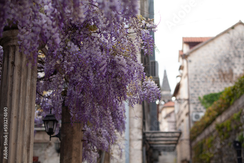 Spring flowers wisteria blooming in sunset garden near the sea. Beautiful flowering blossom in the old town Perast Montenegro.