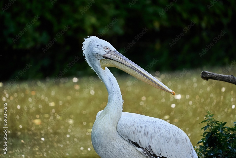 Dalmatian pelican bird on grass ground with blur background Dalmatian pelican bird on grass ground with blur background