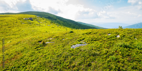 meadows of carpathian mountain. beautiful summer landscape of ukraine. sunny weather with blue sky