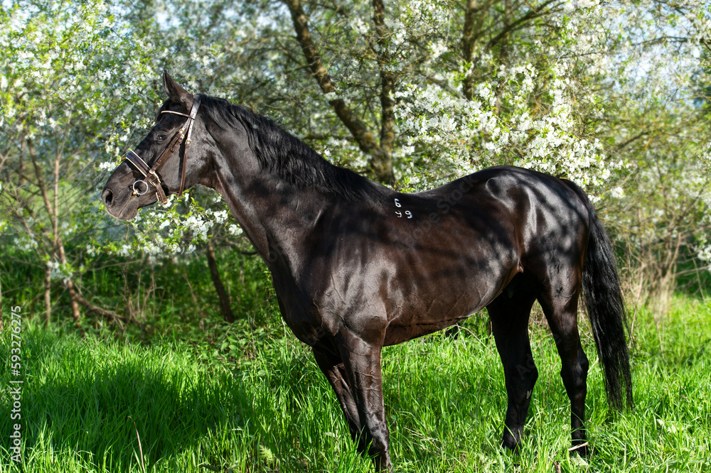 beautiful black stallion posing around spring blossom apple trees beautiful black stallion posing around spring blossom apple trees