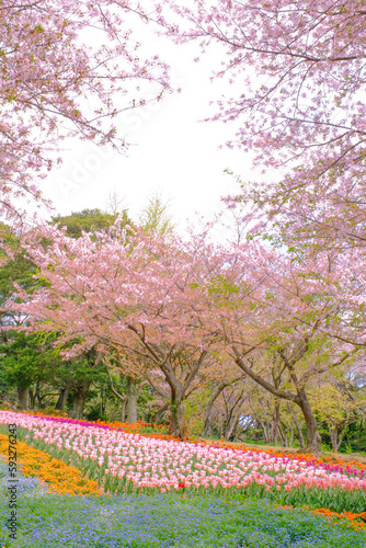 春の火の山公園に咲く綺麗な桜と花畑