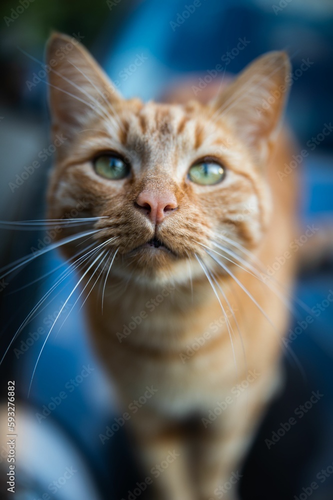 Adorable Tabby cat portrait looking at the camera with blur background