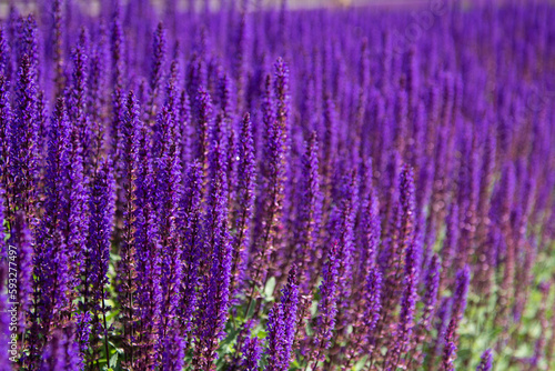 Sunny summer. Beautiful field with flowers.