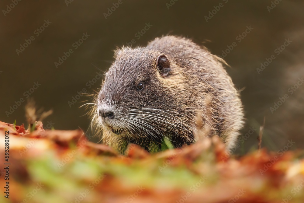 Closeup shot of a cute Nutria (Myocastor coypus) resting on the blurred background Closeup shot of a cute Nutria (Myocastor coypus) resting on the blurred background