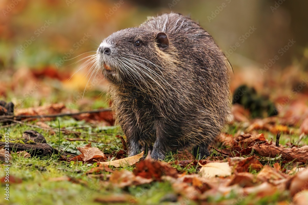 Closeup shot of a cute Nutria (Myocastor coypus) resting on the blurred background Closeup shot of a cute Nutria (Myocastor coypus) resting on the blurred background
