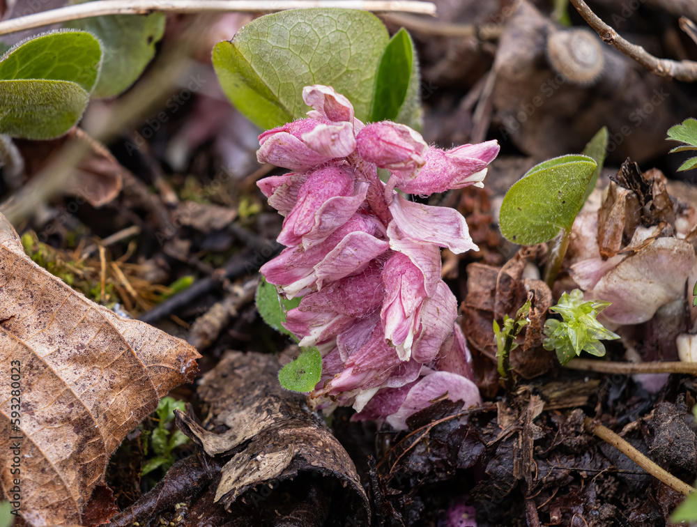 Gewöhnliche Schuppenwurz (Lathraea squamaria) Gewöhnliche Schuppenwurz (Lathraea squamaria)