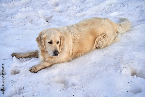 Closeup of a golden retriever lying in the snow