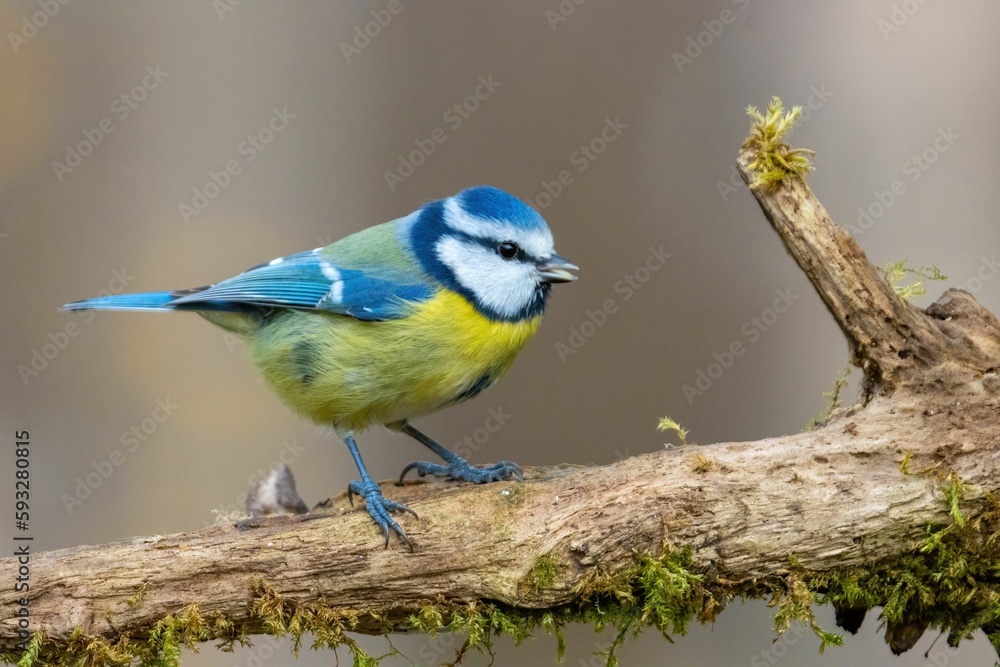 Fototapeta premium Closeup shot of a blue tit bird