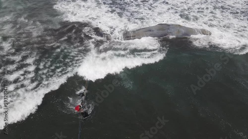 Dead Sperm  Whale near  Bali coastline photo