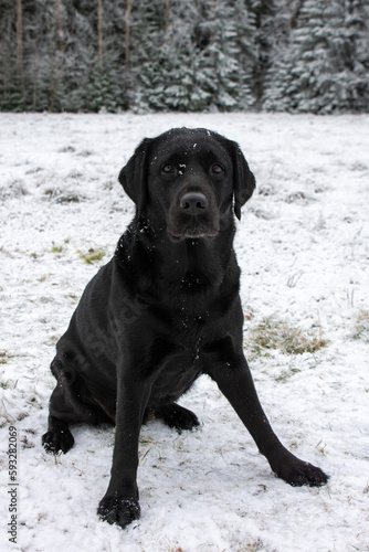 Black labrador sitting in snow