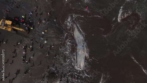 Dead Sperm  Whale near  Bali coastline photo