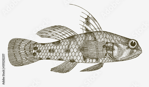 Speckled goby redigobius bikolanus, marine and freshwater fish in side view