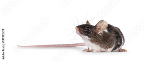 Cute tricolor mouse, standing side ways. Looking away from camera showing profile and whiskers. Isolated on a white background.