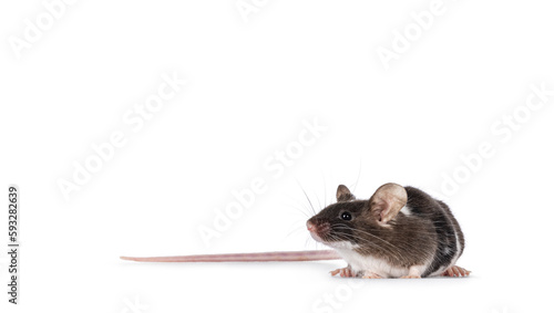 Cute tricolor mouse with copy space, standing side ways. Looking away from camera showing profile and whiskers. Isolated on a white background.