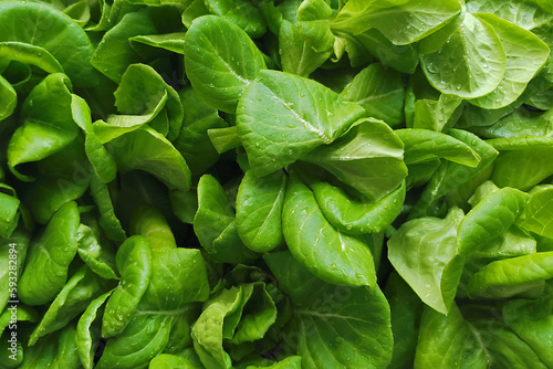 green vegetable leaf