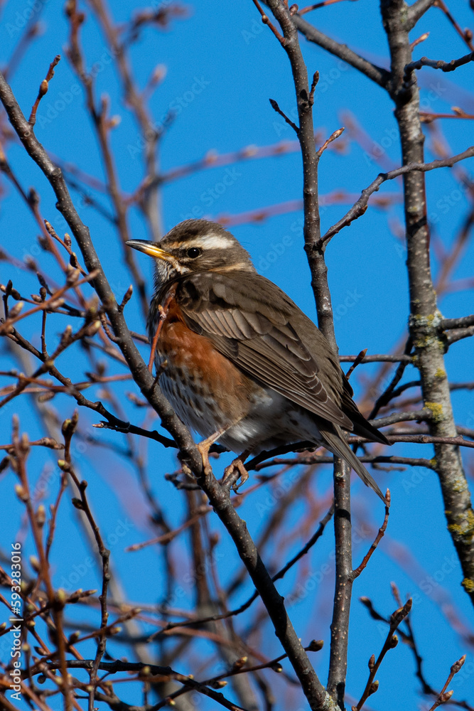 Redwing (Turdus iliacus) Perched on a Tree Branch Showing its Notable Red Flank or Underwing and White Eyebrow Redwing (Turdus iliacus) Perched on a Tree Branch Showing its Notable Red Flank or Underwing and White Eyebrow