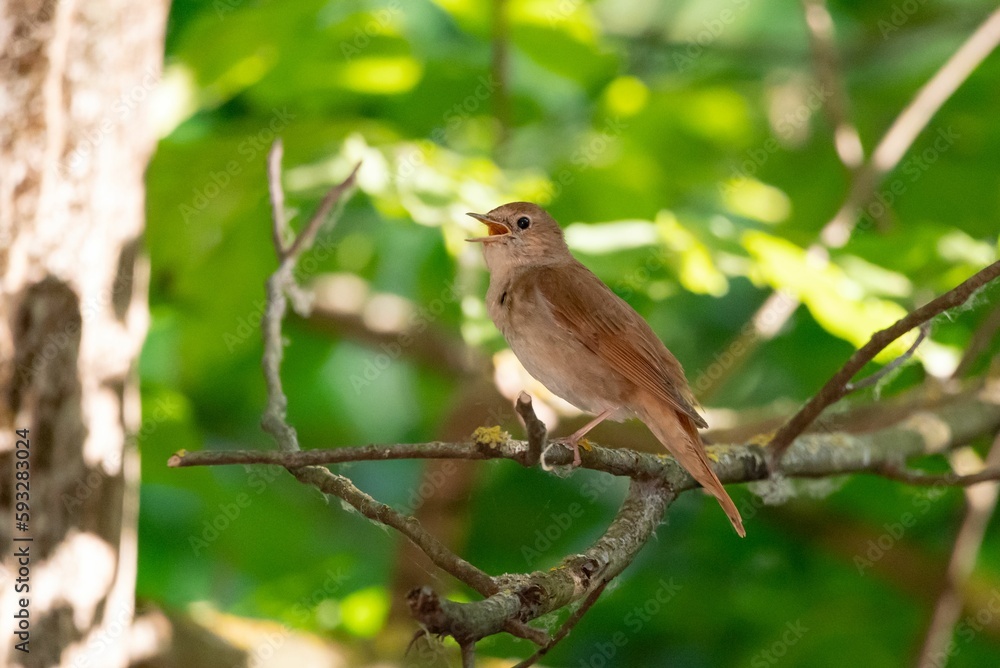 Closeup shot of a thrush nightingale (Luscinia luscinia) perched on a tree branch Closeup shot of a thrush nightingale (Luscinia luscinia) perched on a tree branch