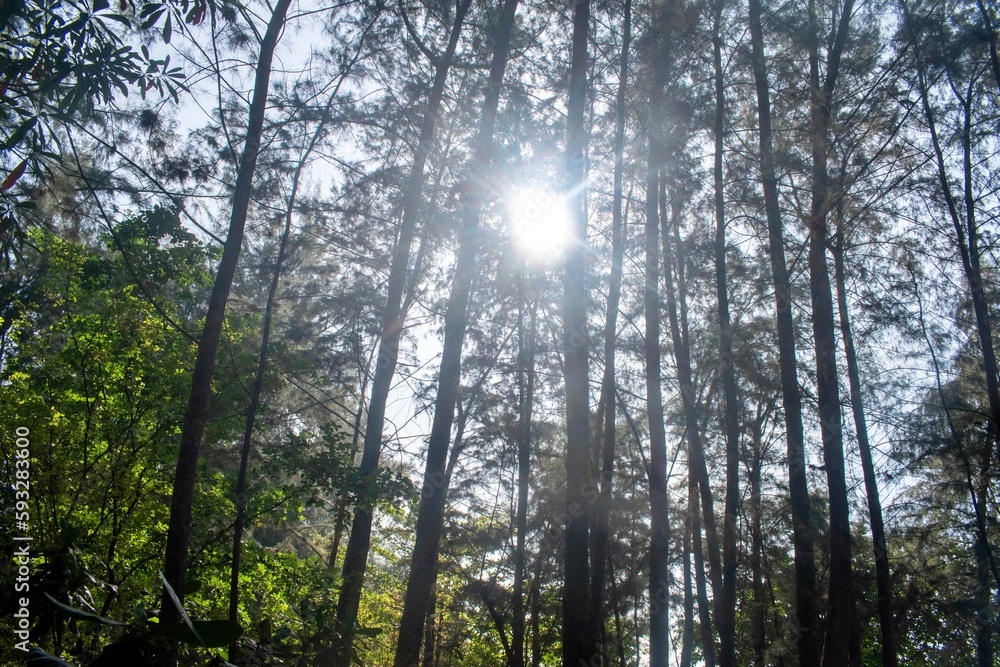 Sunlight hiding behind the Tall trees and the greenery at the Ao Nang Beach in the Krabi Province in the Kingdom of Thailand Sunlight hiding behind the Tall trees and the greenery at the Ao Nang Beach in the Krabi Province in the Kingdom of Thailand