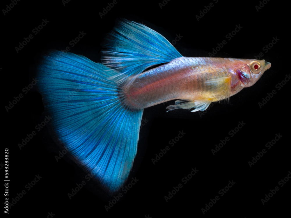 Guppy on Black background Guppy on Black background