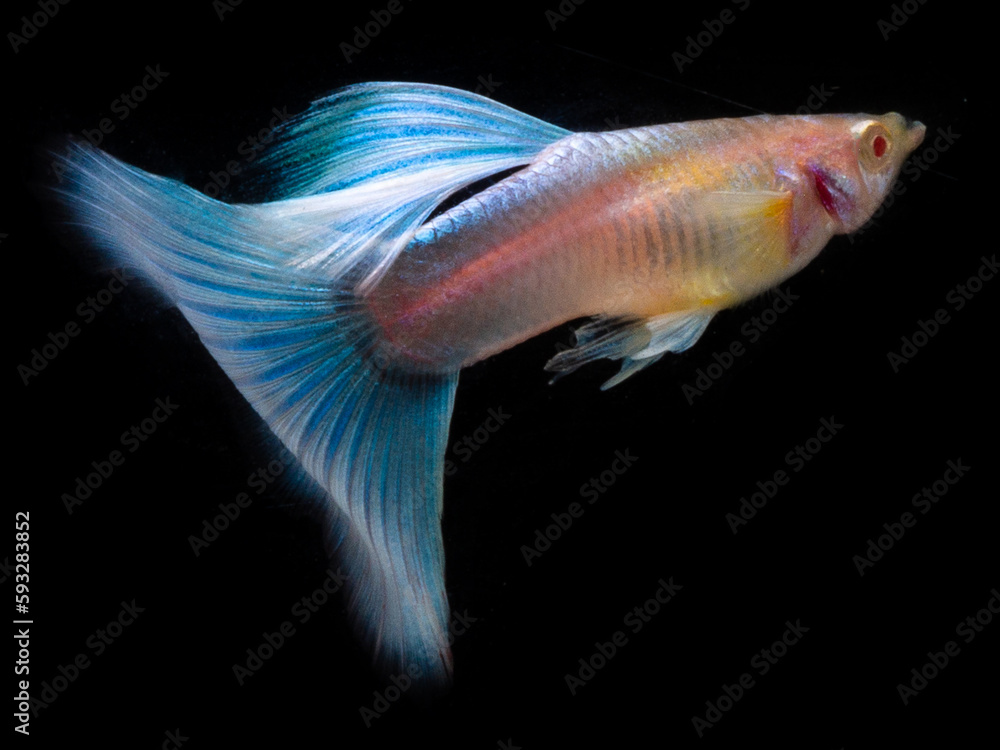 Fototapeta premium Guppy on Black background