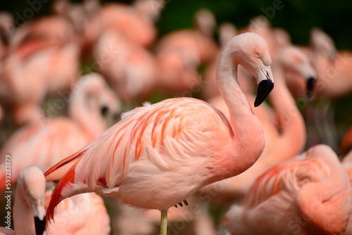 Chilean Flamingo, U.K. A Flamboyance of birds.