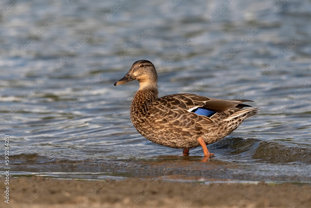 Closeup of a female mallard duck by a shore Closeup of a female mallard duck by a shore
