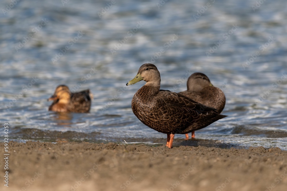 Closeup of a female mallard duck by a shore Closeup of a female mallard duck by a shore