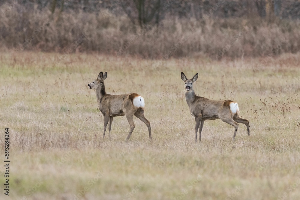 Beautiful shot of roe deers walking in the field Beautiful shot of roe deers walking in the field