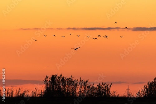 Flack of birds flying high up in the sky during a golden hour at sunset