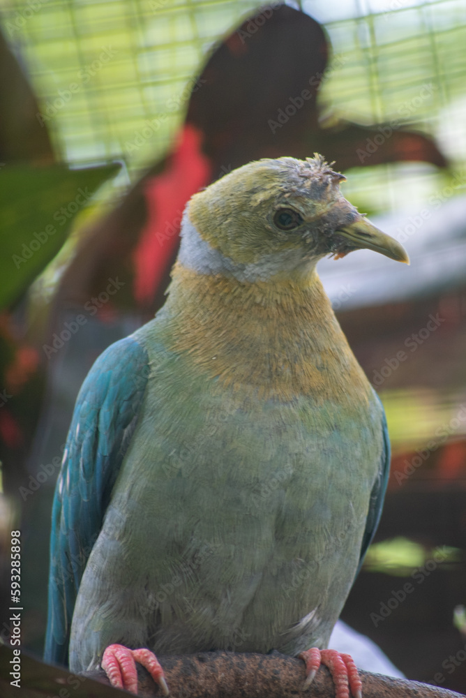 The pinkspotted fruit dove, Ptilinopus perlatus is a species of bird