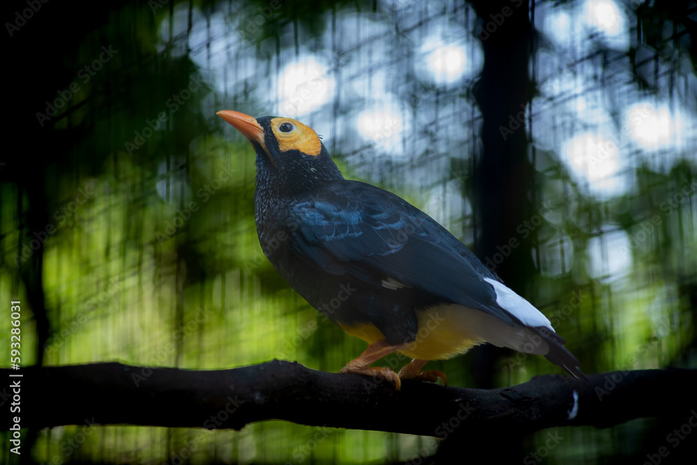 Obraz premium The yellow faced myna. Mino dumontii, knowas Beo Papua is a species of starling in the family Sturnidae.