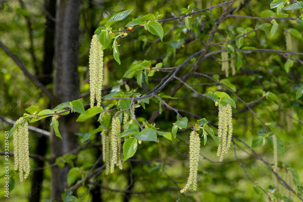 Europäische Hopfenbuche, Ostrya carpinifolia mit männlichen Kätzchen im Frühjahrr, Zweige, Blätter, Baumausschnitt Europäische Hopfenbuche, Ostrya carpinifolia mit männlichen Kätzchen im Frühjahrr, Zweige, Blätter, Baumausschnitt
