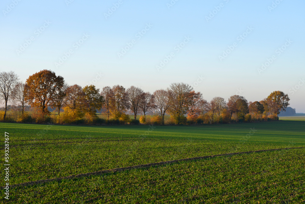 Naklejka premium Windschutzstreifen, Felder. Ein schmaler Windschutzstreifen mit hohen Bäumen, Hochsitz, Sträuchern, Hecken, Gebüschen, Feldgehölzen, Feldhecken