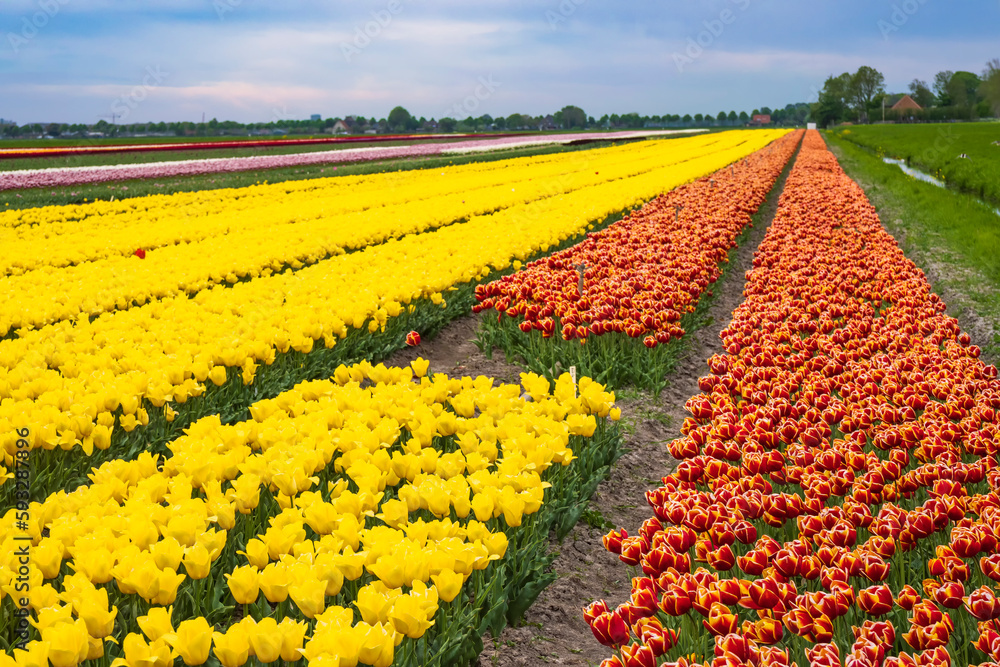 Colorful blooming tulips in a field in the Netherlands
