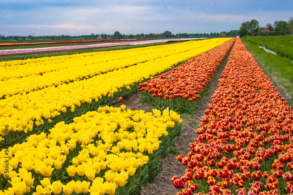 Fototapeta premium Colorful blooming tulips in a field in the Netherlands